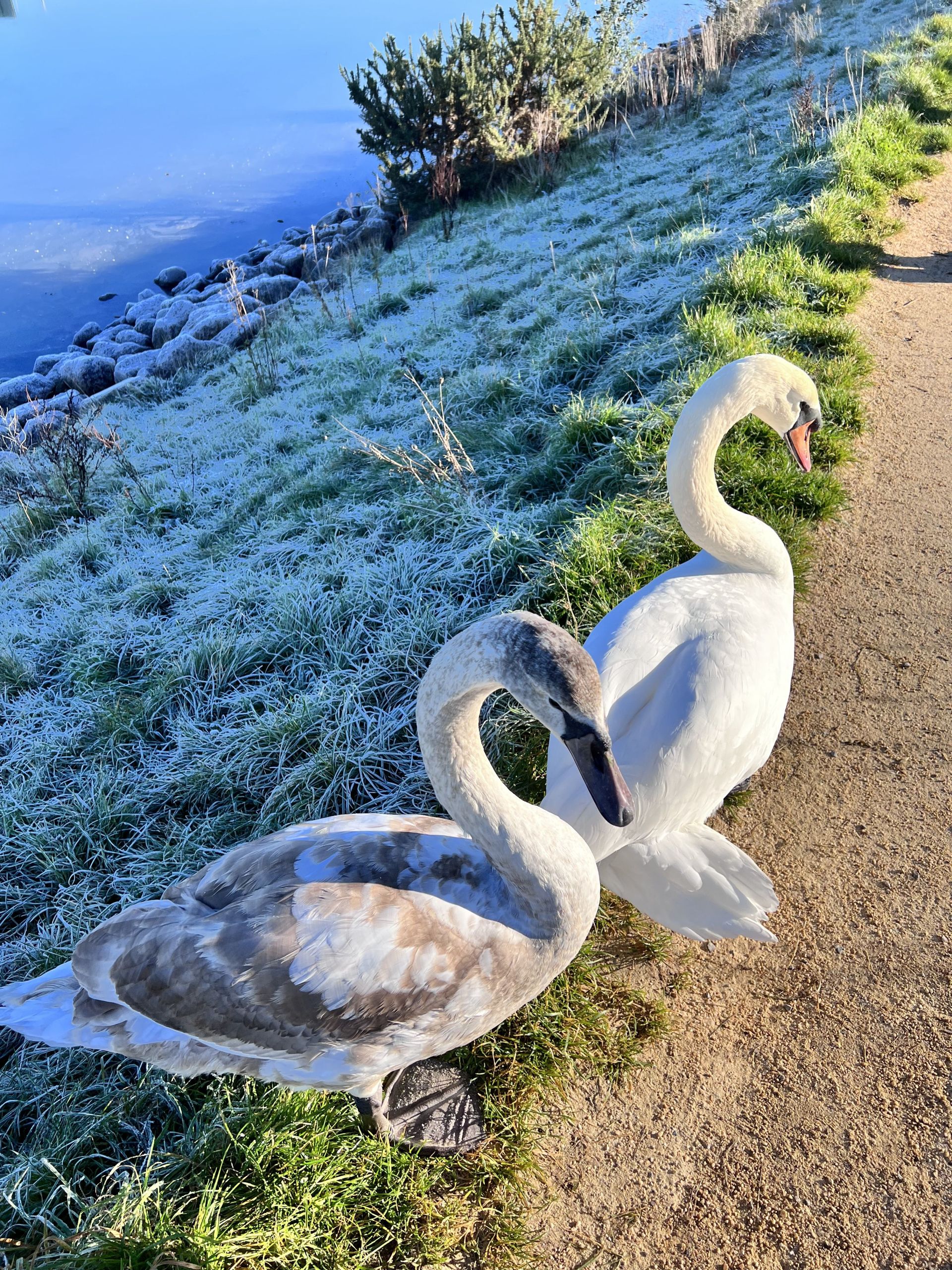 A picture of the swans by the water in the forest